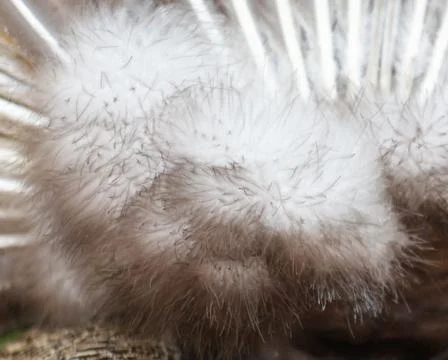 A close up of a fluffy white feather with brown tips Stock Photos