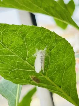 Close-up of a fluffy white flannel moth resting on a vibrant green leaf. Stock Photos