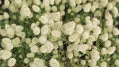Close-up of fluffy white rabbit's foot grass in sunlight. Stock Footage 311761276