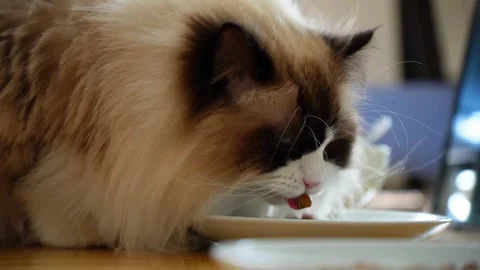 Close-up of fluffy white Ragdoll cat eating food in slow motion Stock Footage 317070747