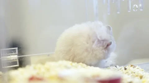 Close-up of a fluffy white Syrian hamster sitting in a clear plastic cage w.. 스톡 동영상 333286918