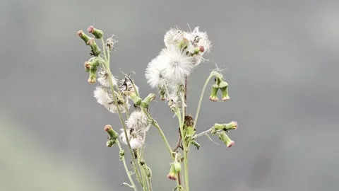 Close-up of fluffy wild weed seed heads and flower buds swaying gently outdo Stock-Footage 342338047