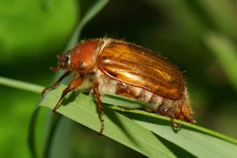 Close-up of a fluffy young May beetle Scarabaeidae 写真素材