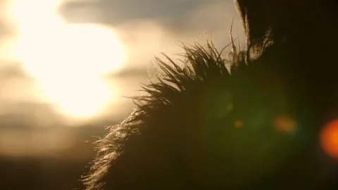 Close up fluttering fur on the backlight Stock Footage 129057750