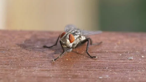 Close-up of a fly in 4k slow motion 60fps Vídeos de archivo 279445144
