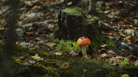 Close-Up of Fly Agaric Mushroom on Forest Floor Stock Footage 282824660