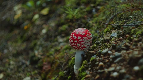 Close-Up Of Fly Agaric Mushroom Growing on Mossy Forest Floor Stock Footage 282819315