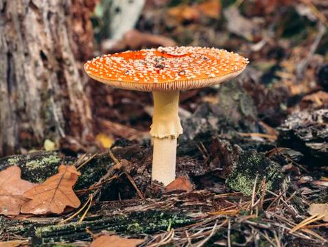  Close up of fly agaric or fly amanita (Amanita muscaria), a mushroom with red Stock Photos