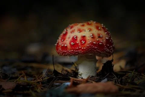 Close-up fly agaric over dark background, horizontal orientation Stock Photos