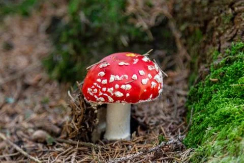 Close-up of fly agaric - toadstool - mushroom on a trail nearby St. Blasien Stock Photos