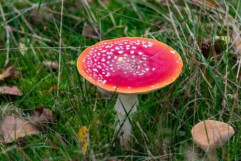 Close-up from a fly Agaric with white spots among wild plants 스톡 사진