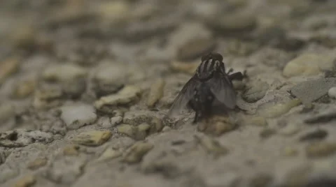 Close up fly ant crossing 스톡 동영상 52090335