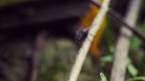 Close up Fly on a branch in forest background. Nature concept selective focus Stock Footage 218393718