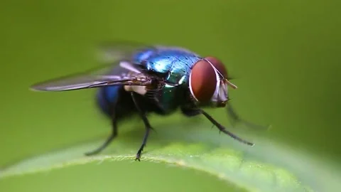 Close up of a fly with cleaning its eyes with its legs in amazing detail. Stock Footage 169634192