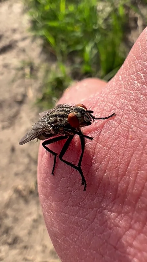 Close Up Fly Cleaning Itself on Human Skin Macro Shot Stock Footage 331606184