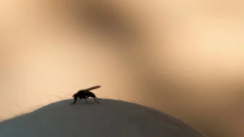 Close-up of a fly crawling on a person's skin. Video stock 121883989