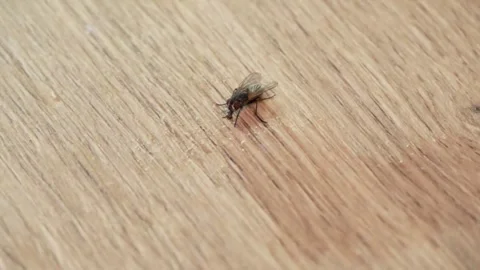 Close up of a fly drinking water on a table Stock Footage 284108848