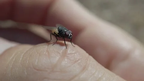 Close up on fly on a finger. Stock Footage 138236817