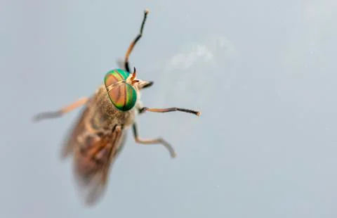 Close up of a fly. focus on the eyes Stock Photos