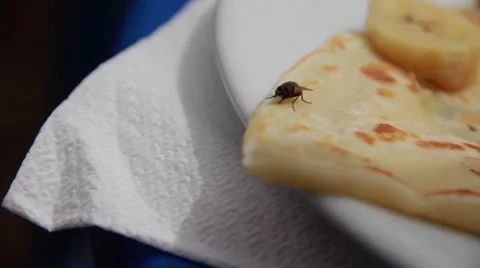Close Up of Fly on Food Vidéo 52934772