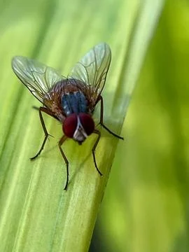 Close-up of a fly on a green leaf (2) Stock Photos