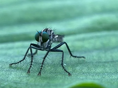 Close-up of a fly on a green leaf (3) Stock Photos