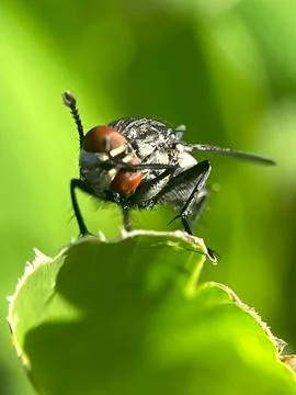 Close-up of a fly on a green leaf with a blurred background (8) Stock Photos