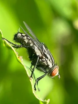 Close-up of a fly on a green leaf with a blurred background (7) Stock Photos