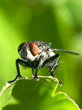 Close-up of a fly on a green leaf with a blurred background (1) Stock Photos