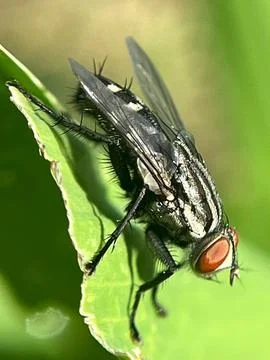 Close-up of a fly on a green leaf with a blurred background (2) Stock Photos