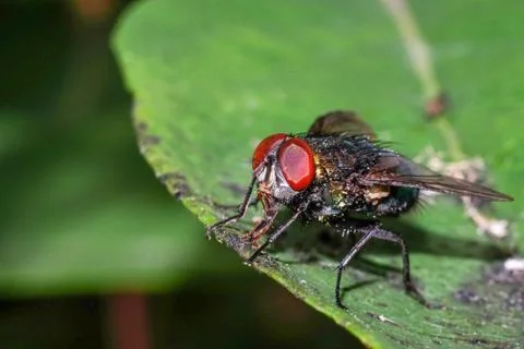 Close-up fly on a green leaf, macro photography Stock Photos