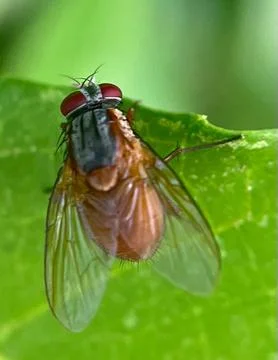 Close-up of a fly on a green leaf. Stock Photos