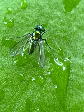 Close-up of a fly on a green leaf Stock Photos
