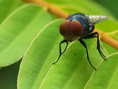 Close-up of fly on green leaf. 스톡 사진
