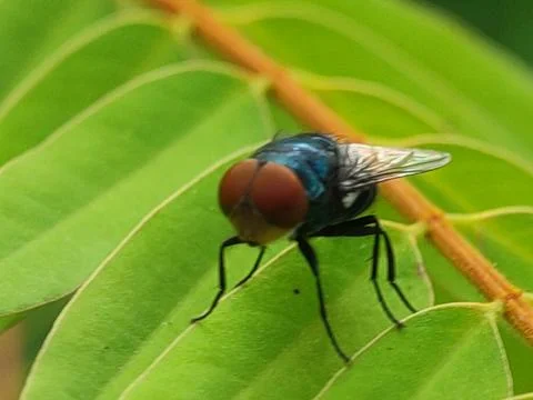 Close-up of fly on green leaf. Foto stock