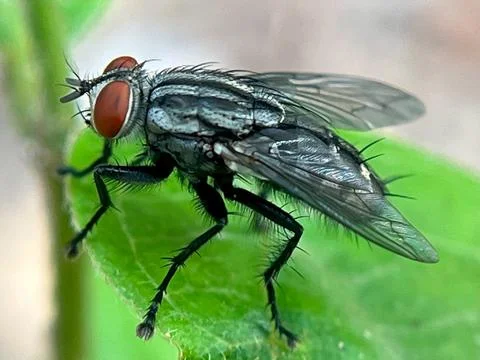 Close-up of a fly on a leaf (1) Stock Photos