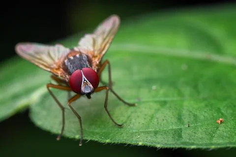 Close-up of a fly on a leaf, Indonesia Stock Photos