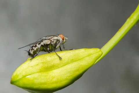 Close-up of fly on leaf Stock Photos