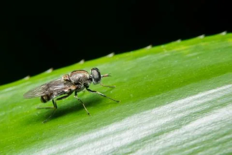 Close-up of fly on leaf Stock Photos