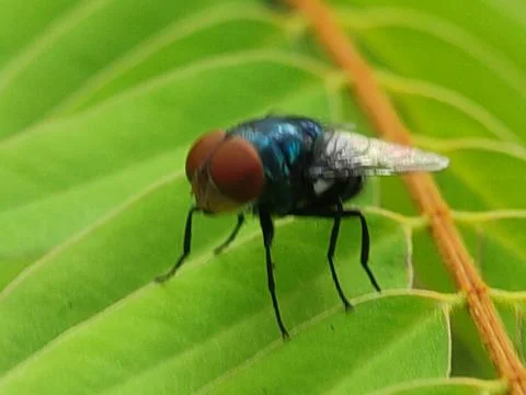 Close-up of a fly on leaf. Fotos Stock