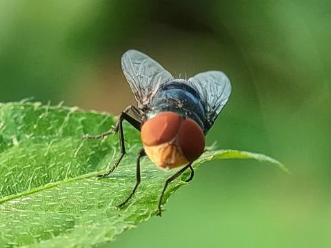 Close-up of a fly on leaf. Fotos Stock