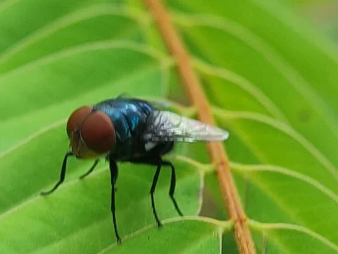 Close-up of a fly on leaf. 스톡 사진