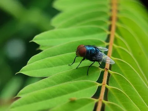 Close-up of a fly on leaf. 스톡 사진