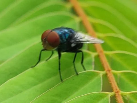 Close-up of a fly on leaf. Photos