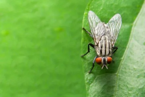 Close-up of fly on leaf Stock Photos