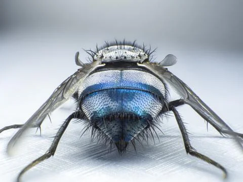 Close up a fly, macro, big fly, monster insect, back view Stock Photos