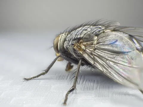 Close up a fly, macro, big fly, monster insect, side view Stock Photos