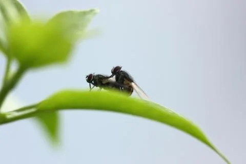 Close up of fly mating Stock Photos