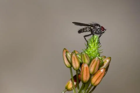 Close up of a fly on orange flower Stock Photos