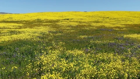 Close Fly Over Goldfields Purple Tansy Flowers Super Bloom Near Carrizo Plain Video stock 106271989